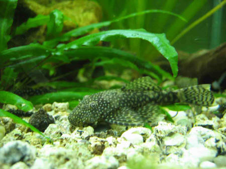 &copy; Zierfischfreunde Immenhausen-Holzhausen Ancistrus